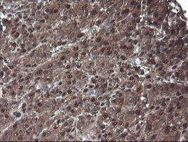 PSMA6 Antibody in Immunohistochemistry (Paraffin) (IHC (P))