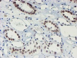 SENP2 Antibody in Immunohistochemistry (Paraffin) (IHC (P))