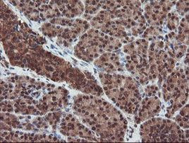 SENP2 Antibody in Immunohistochemistry (Paraffin) (IHC (P))