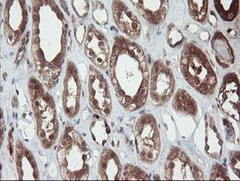 SENP2 Antibody in Immunohistochemistry (Paraffin) (IHC (P))