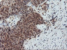 SENP2 Antibody in Immunohistochemistry (Paraffin) (IHC (P))