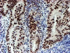 SLUG Antibody in Immunohistochemistry (Paraffin) (IHC (P))