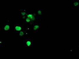 SLUG Antibody in Immunocytochemistry (ICC/IF)