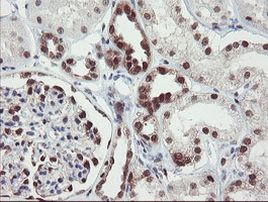 RBPMS Antibody in Immunohistochemistry (Paraffin) (IHC (P))