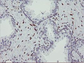 RBPMS Antibody in Immunohistochemistry (Paraffin) (IHC (P))