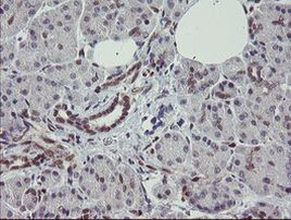 RBPMS Antibody in Immunohistochemistry (Paraffin) (IHC (P))