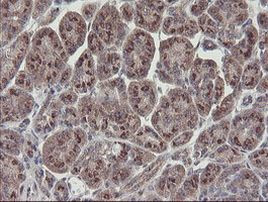 RBPMS Antibody in Immunohistochemistry (Paraffin) (IHC (P))