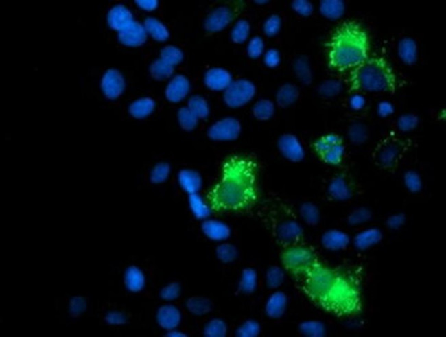 MRPS27 Antibody in Immunocytochemistry (ICC/IF)