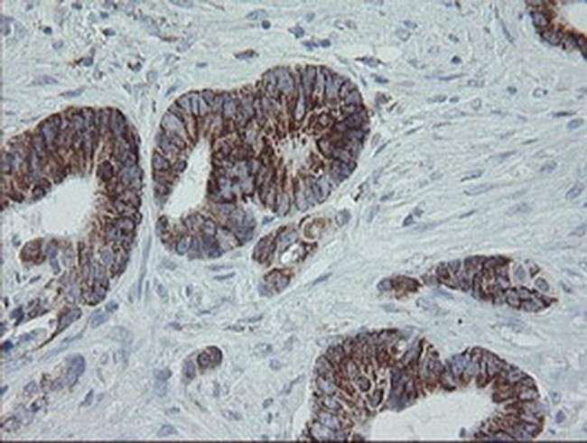 MRPS27 Antibody in Immunohistochemistry (Paraffin) (IHC (P))