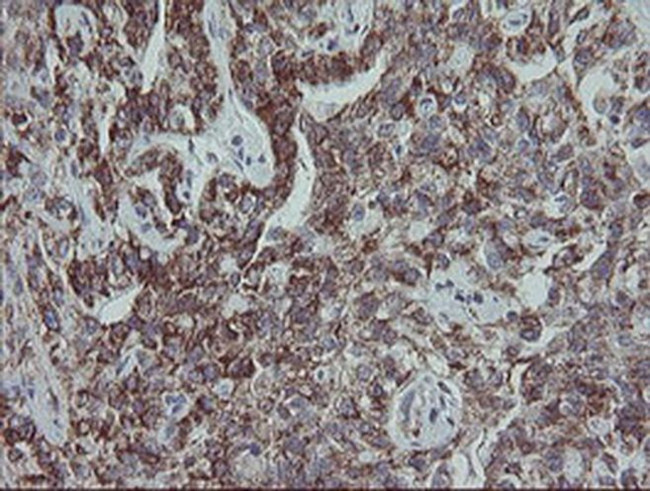 MRPS27 Antibody in Immunohistochemistry (Paraffin) (IHC (P))