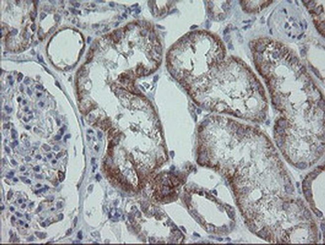 MRPS27 Antibody in Immunohistochemistry (Paraffin) (IHC (P))