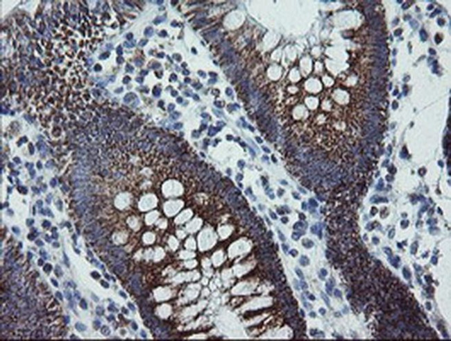 MRPS27 Antibody in Immunohistochemistry (Paraffin) (IHC (P))