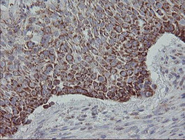 MRPS27 Antibody in Immunohistochemistry (Paraffin) (IHC (P))