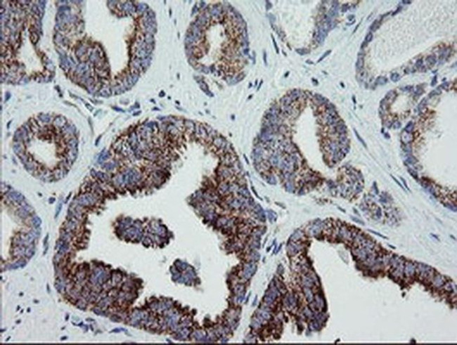 MRPS27 Antibody in Immunohistochemistry (Paraffin) (IHC (P))