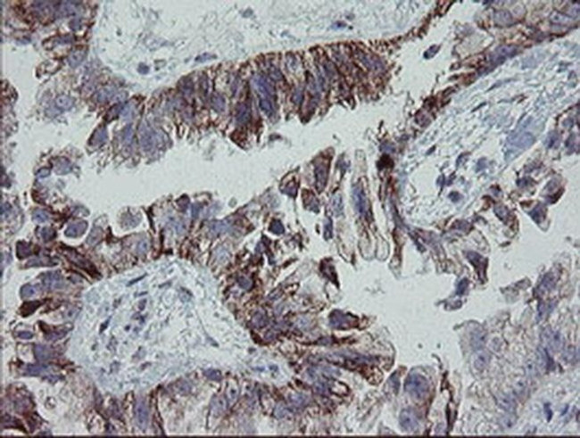 MRPS27 Antibody in Immunohistochemistry (Paraffin) (IHC (P))