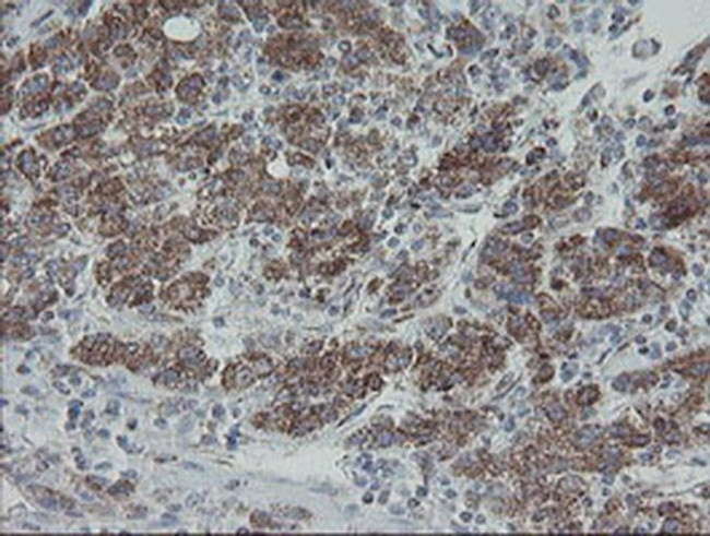 MRPS27 Antibody in Immunohistochemistry (Paraffin) (IHC (P))