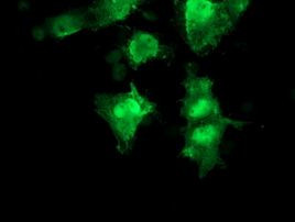 RFC2 Antibody in Immunocytochemistry (ICC/IF)