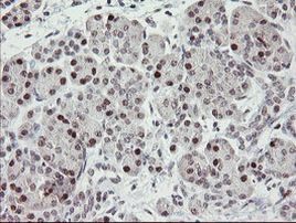 RFC2 Antibody in Immunohistochemistry (Paraffin) (IHC (P))