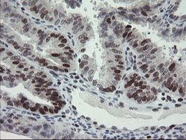 RFC2 Antibody in Immunohistochemistry (Paraffin) (IHC (P))