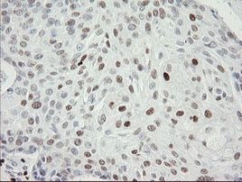 MAFB Antibody in Immunohistochemistry (Paraffin) (IHC (P))