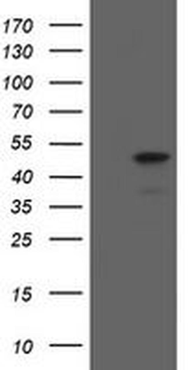 MAFB Antibody in Western Blot (WB)