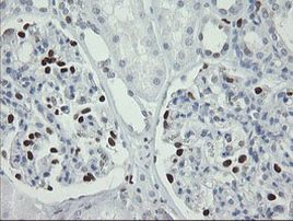 MAFB Antibody in Immunohistochemistry (Paraffin) (IHC (P))