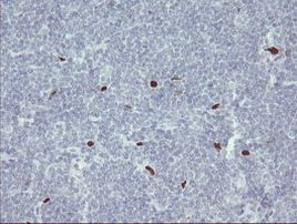 MAFB Antibody in Immunohistochemistry (Paraffin) (IHC (P))