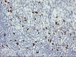 MAFB Antibody in Immunohistochemistry (Paraffin) (IHC (P))