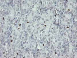 MAFB Antibody in Immunohistochemistry (Paraffin) (IHC (P))