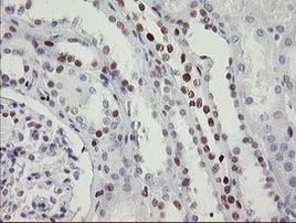 TLE1 Antibody in Immunohistochemistry (Paraffin) (IHC (P))