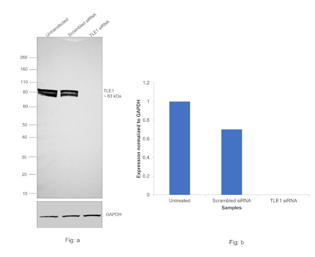 TLE1 Antibody