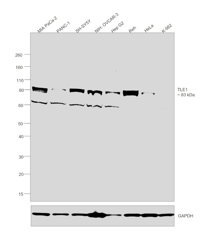 TLE1 Antibody in Western Blot (WB)