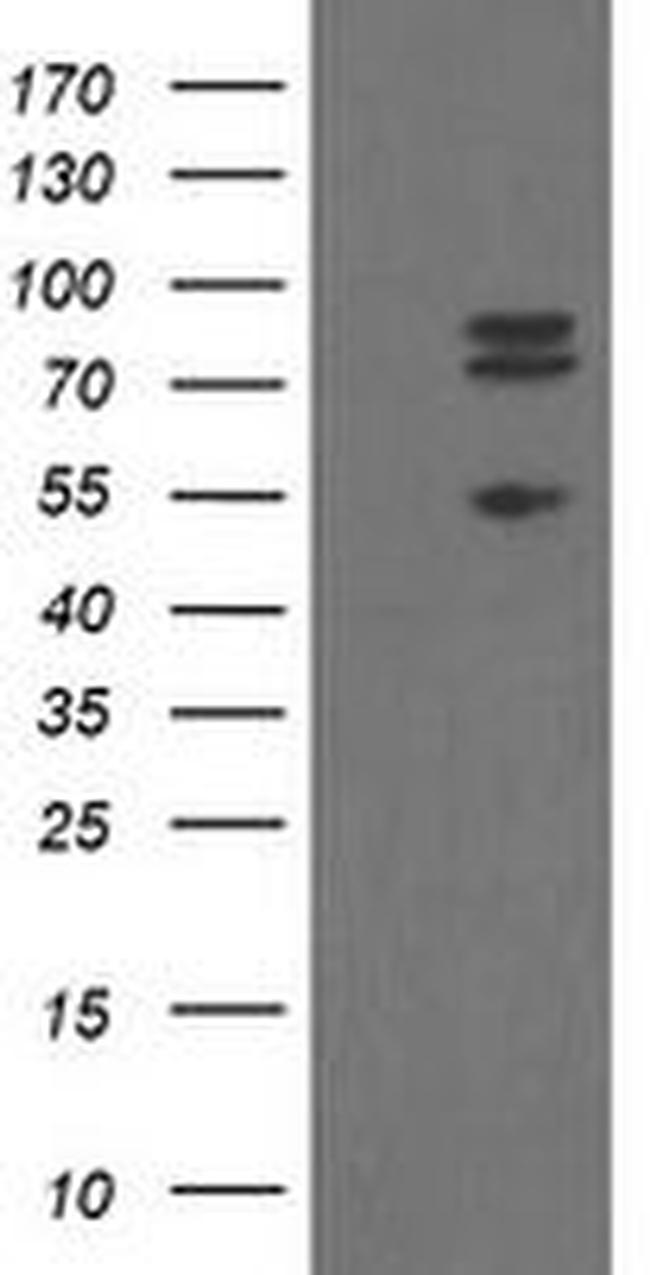 TLE1 Antibody in Western Blot (WB)