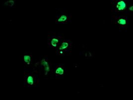 TLE1 Antibody in Immunocytochemistry (ICC/IF)