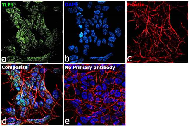 TLE1 Antibody in Immunocytochemistry (ICC/IF)