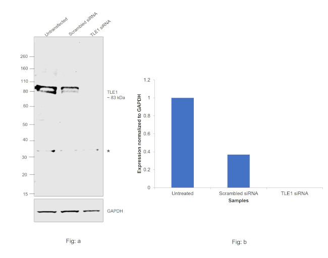 TLE1 Antibody in Western Blot (WB)