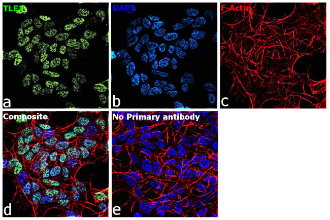 TLE1 Antibody in Immunocytochemistry (ICC/IF)