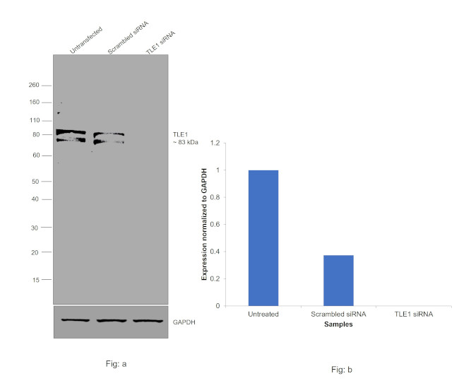 TLE1 Antibody in Western Blot (WB)