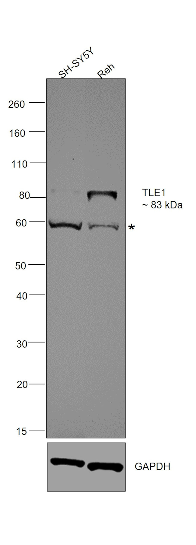 TLE1 Antibody in Western Blot (WB)