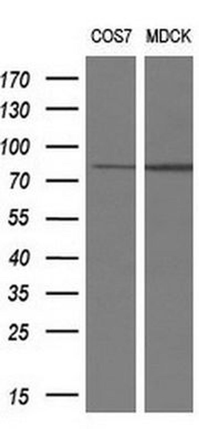 RIP1 Antibody in Western Blot (WB)