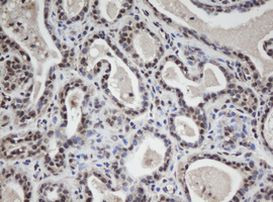 WDR74 Antibody in Immunohistochemistry (Paraffin) (IHC (P))