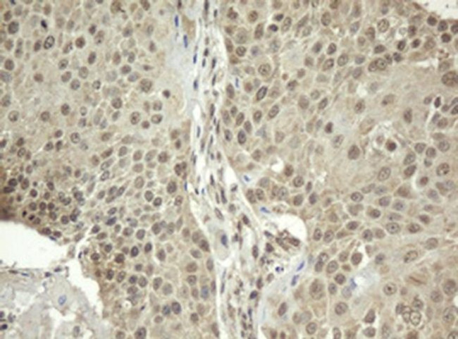 ZFAND5 Antibody in Immunohistochemistry (Paraffin) (IHC (P))