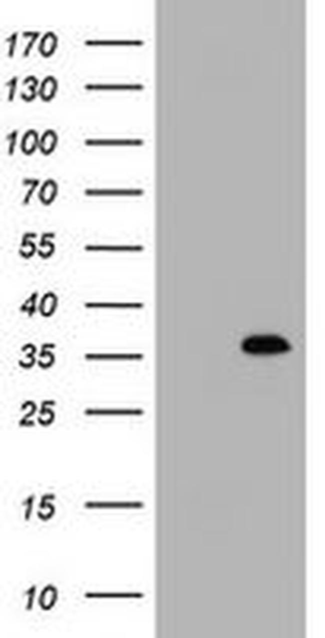 ING2 Antibody in Western Blot (WB)