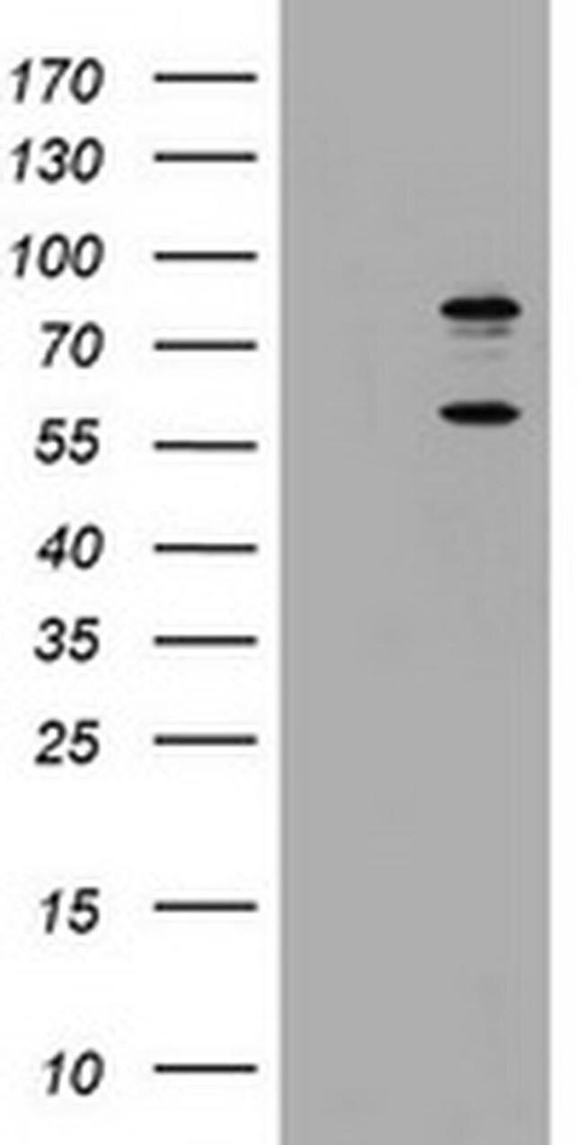 TRIF Antibody in Western Blot (WB)