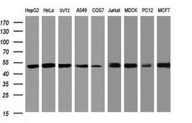 SERBP1 Antibody in Western Blot (WB)