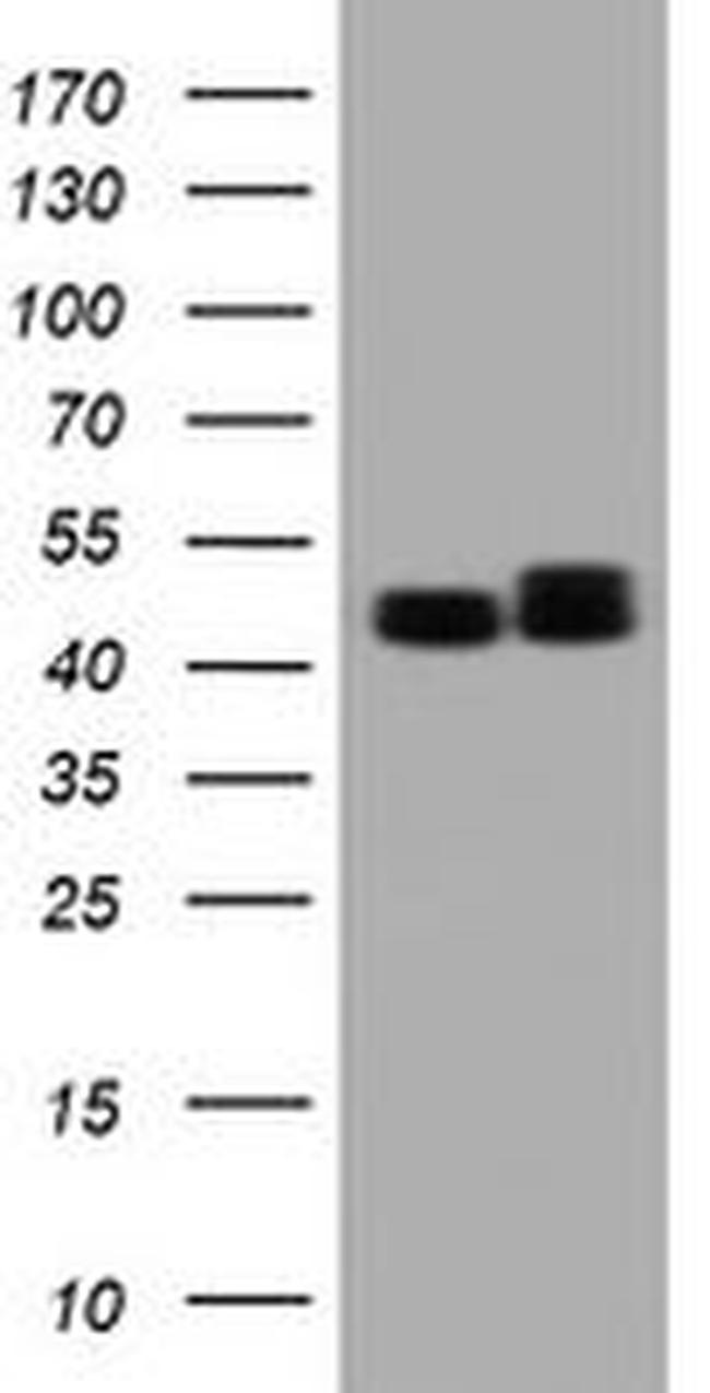 SERBP1 Antibody in Western Blot (WB)