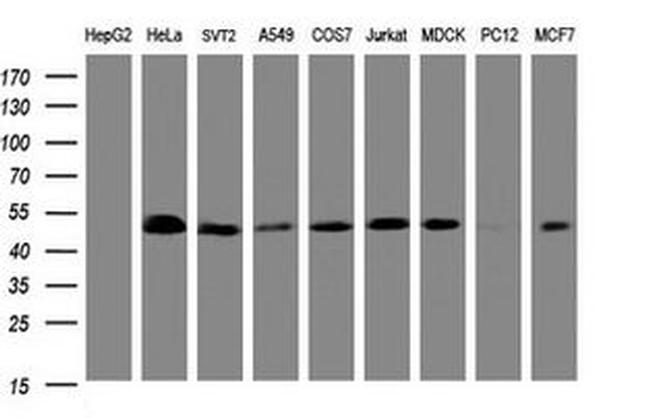 SERBP1 Antibody in Western Blot (WB)