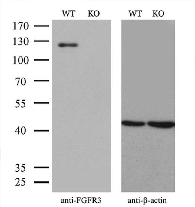 FGFR3 Antibody in Western Blot (WB)