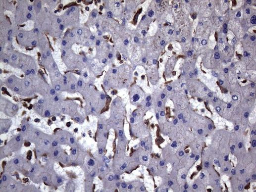 VEGFC Antibody in Immunohistochemistry (Paraffin) (IHC (P))