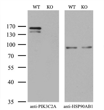 PIK3C2A Antibody